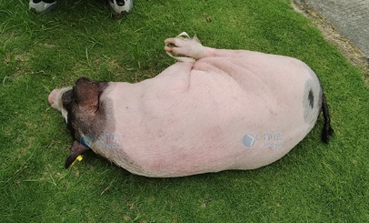 香豬多器官單細胞懸液怎么制？用單細胞懸液制備儀